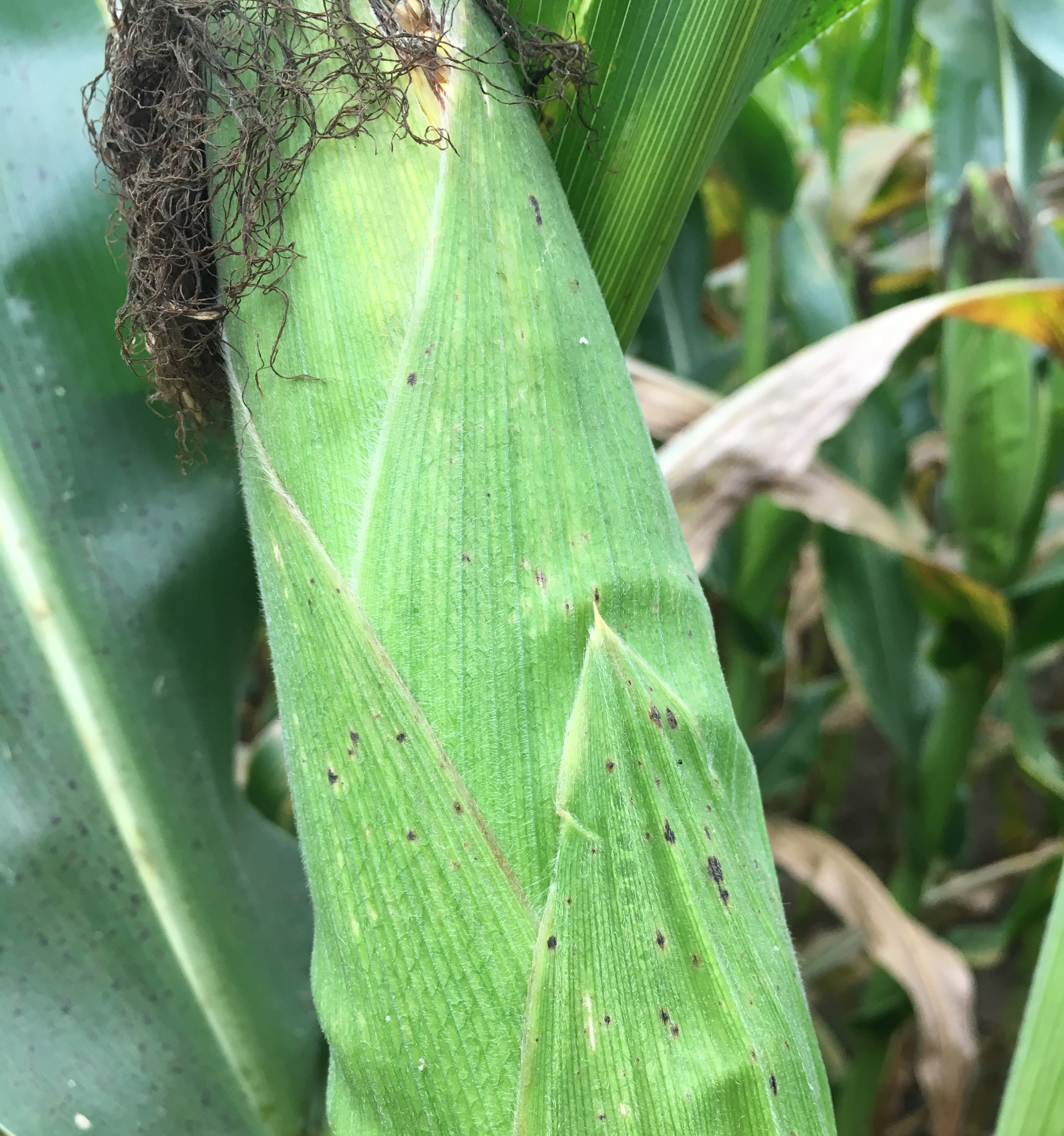 Tar spot on ear